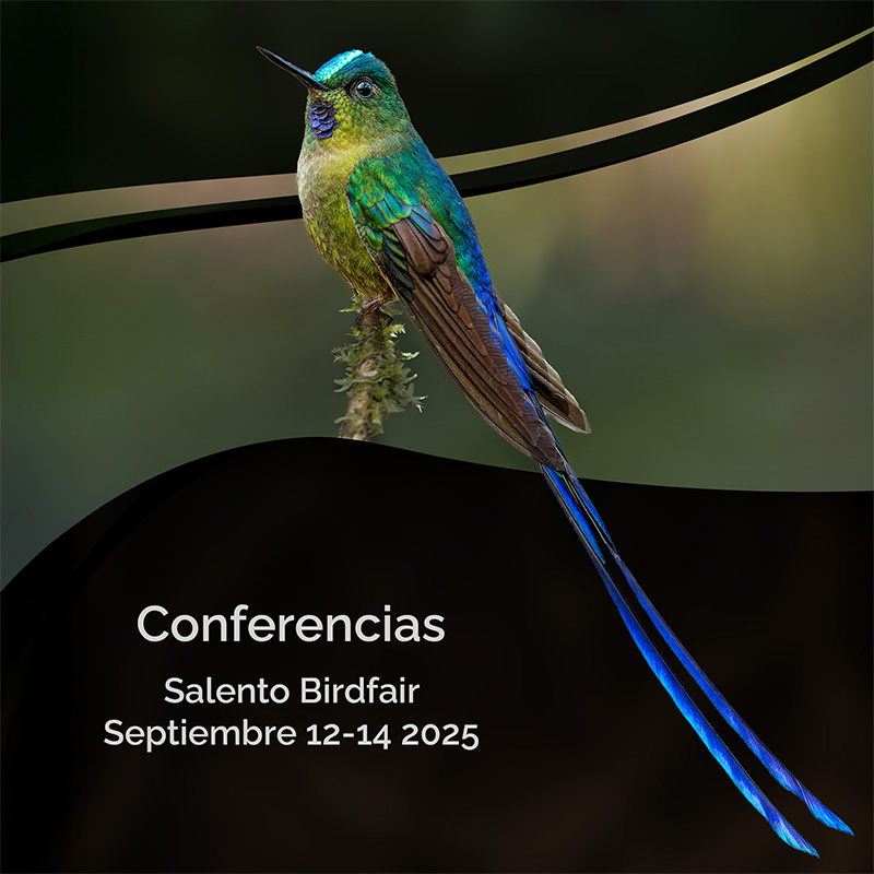 Conferencias